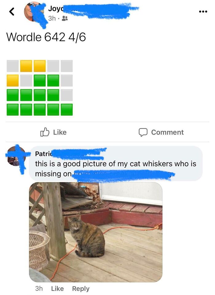 Elderly people's hilarious internet access moments: a Wordle post followed by an unrelated cat photo.