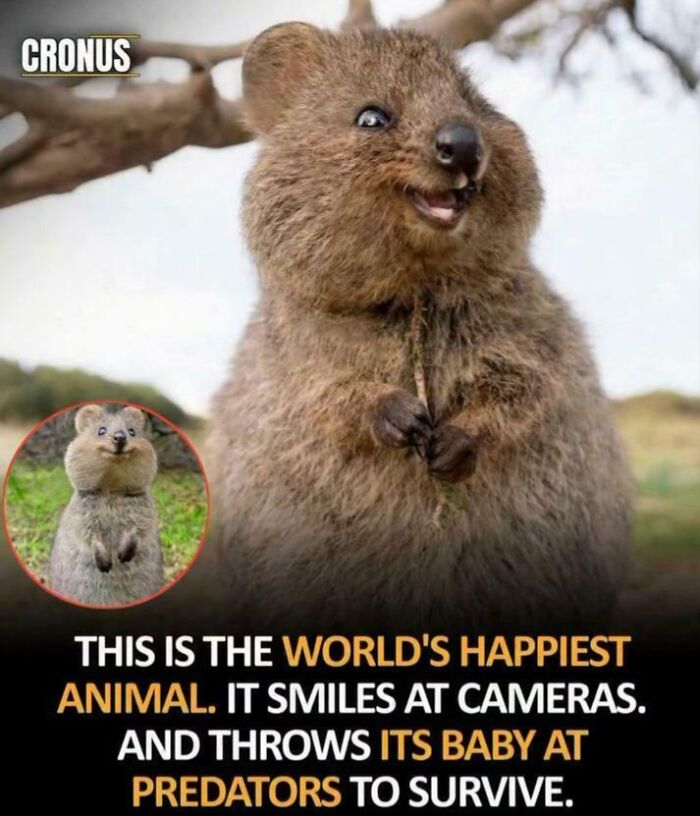 An image of a quokka, described as the happiest animal that throws its baby at predators, an unhinged claim.