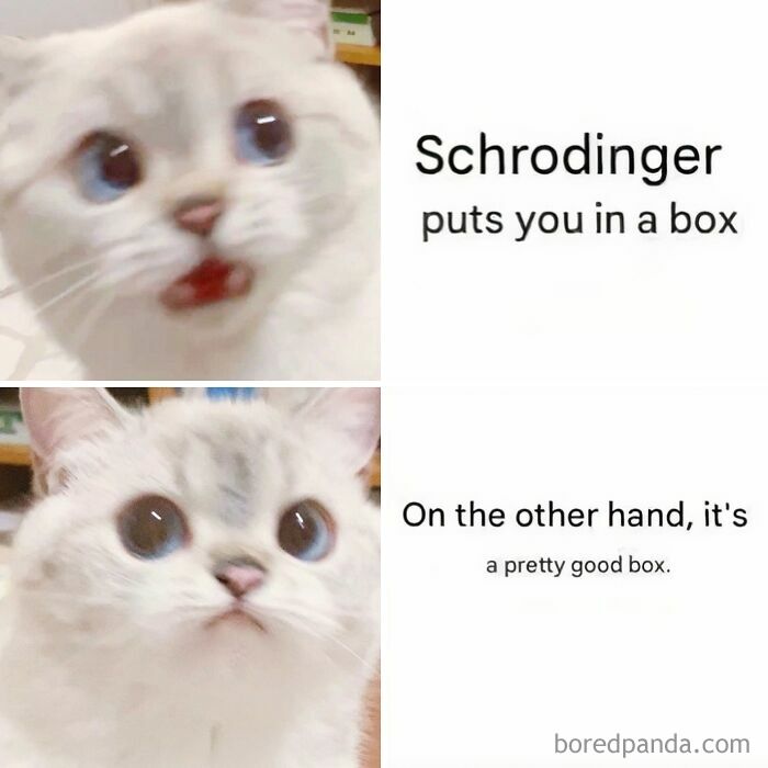 A funny science meme with two images of a cat, expressing the humorous side of Schrodingers experiment.