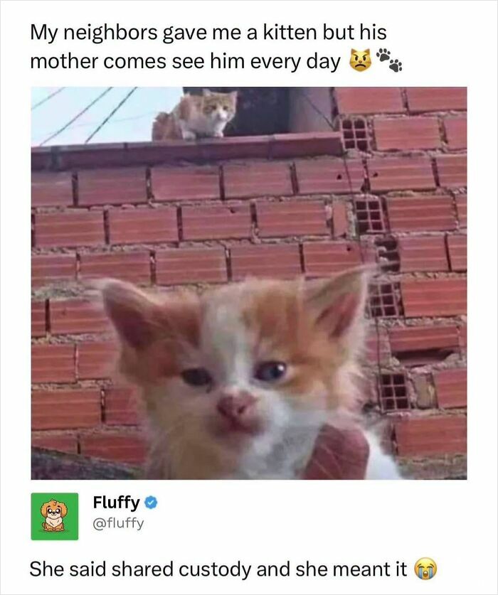 A kitten in the foreground with its mother cat on a brick wall above. A wholesome animal meme.