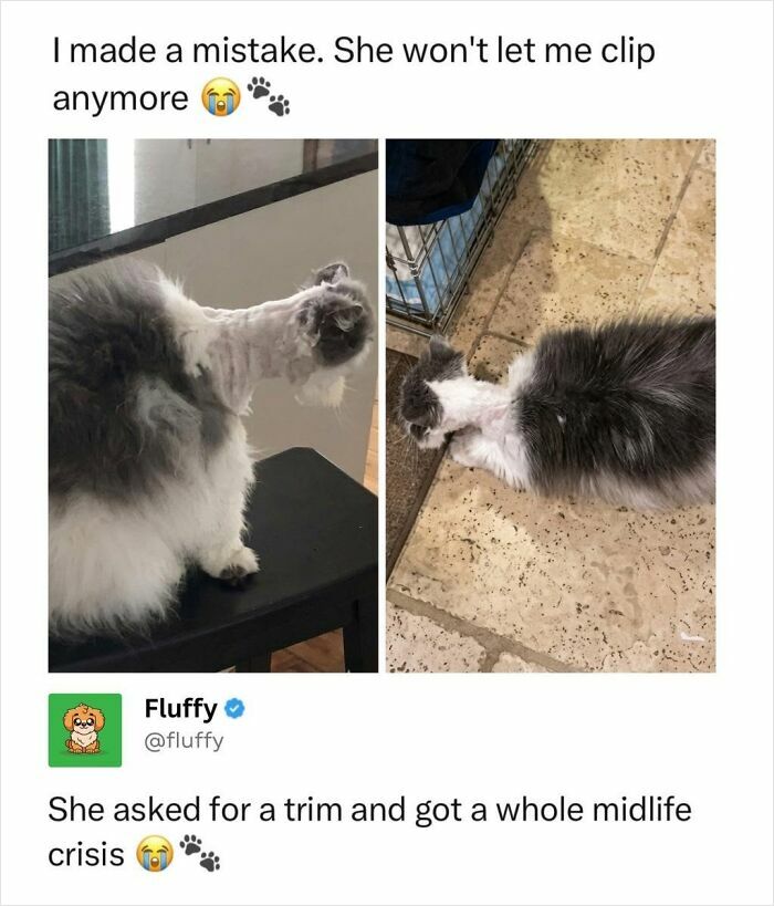 A wholesome animal meme compares two photos of a cat with a very short haircut on its neck, looking unamused.