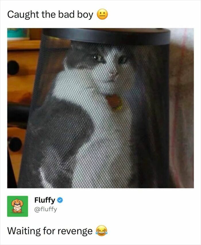 A fluffy cat caught inside a mesh laundry hamper, looking out. A wholesome animal meme.