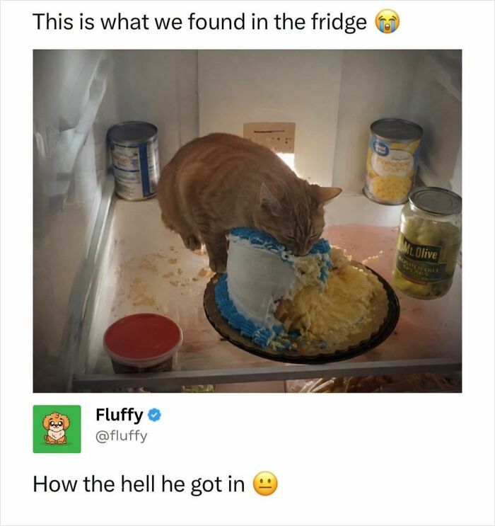 A wholesome animal meme depicting an orange cat eating a cake inside a refrigerator, captioned This is what we found in the fridge.