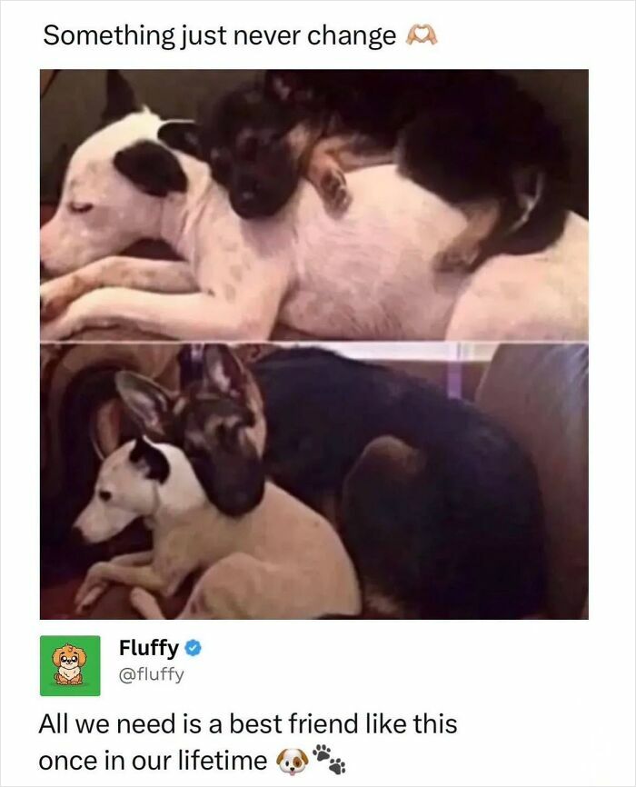 Two heartwarming images show a large dog and a puppy snuggling, depicting the enduring bond in wholesome animal memes.