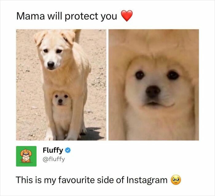A mama dog protectively standing over her tiny puppy, both looking adorable, perfect for wholesome animal memes.
