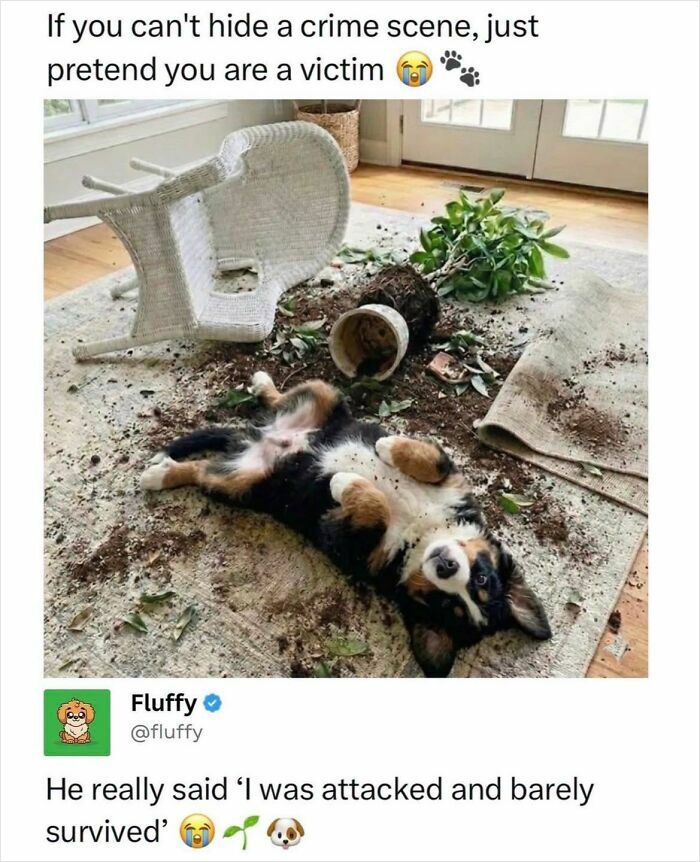 A dog lying on its back amidst scattered dirt and an overturned plant pot, a wholesome animal meme.