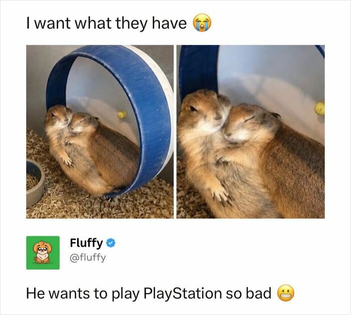 A wholesome animal meme showing two prairie dogs cuddling, looking peaceful.