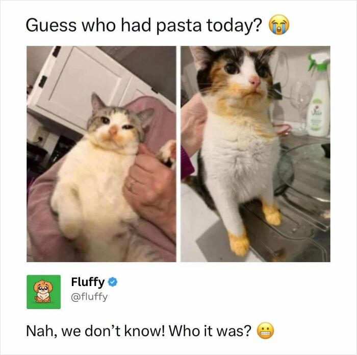 Wholesome animal memes: A split image of two cats with messy faces, one with white fur and one with calico fur, both looking mischievous.