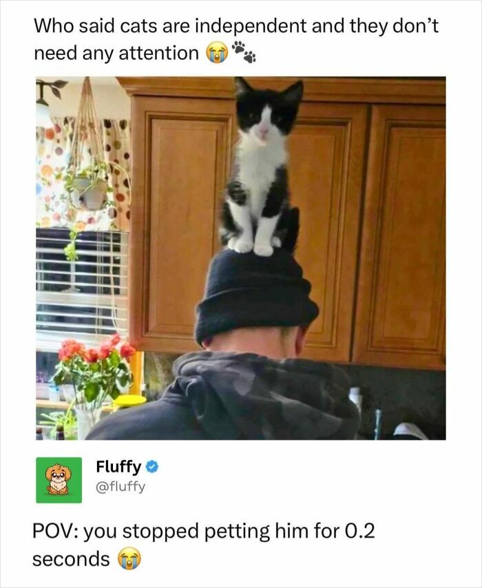 Cute black and white kitten meme sitting on a person's head, showing need for attention in wholesome animal memes.