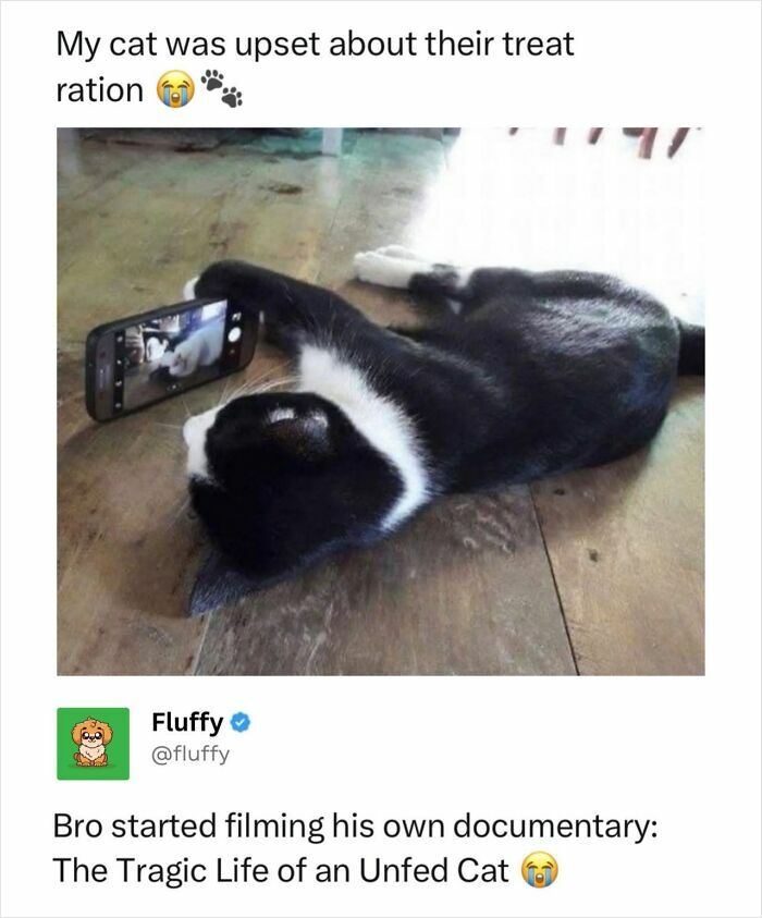 A black and white cat lying on its back, holding a phone that is recording, creating a humorous animal meme.