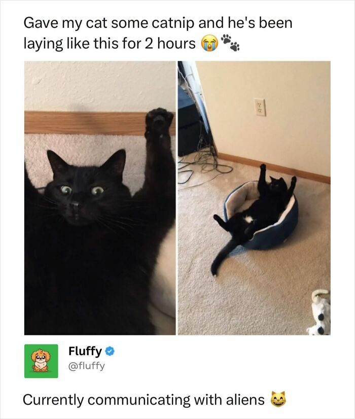Two wholesome animal memes of a black cat acting silly after having catnip.