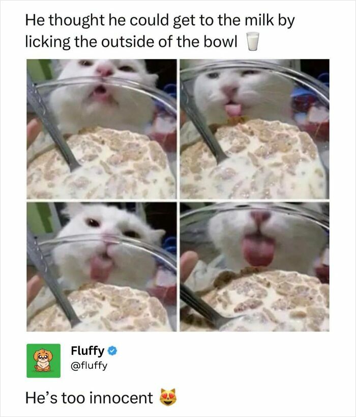 A four-panel image of a white cat hilariously trying to lick milk through a glass bowl, a wholesome animal meme.