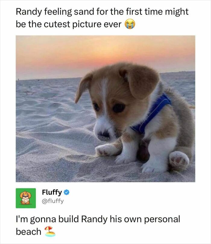 A wholesome animal meme featuring Randy, a sad-looking puppy on a sandy beach at sunset.
