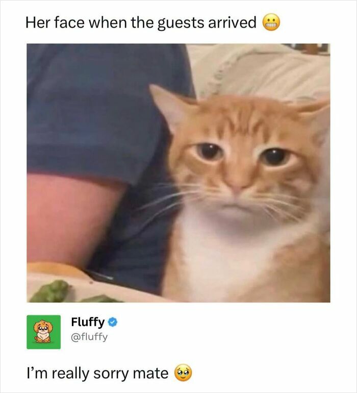 A wholesome animal meme featuring a sad-looking orange cat, captioned Her face when the guests arrived.