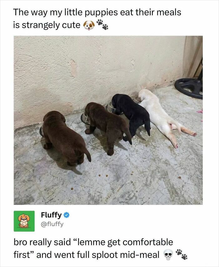 Four adorable puppies, one white, one black, and two brown, eating from bowls, illustrating wholesome animal memes.