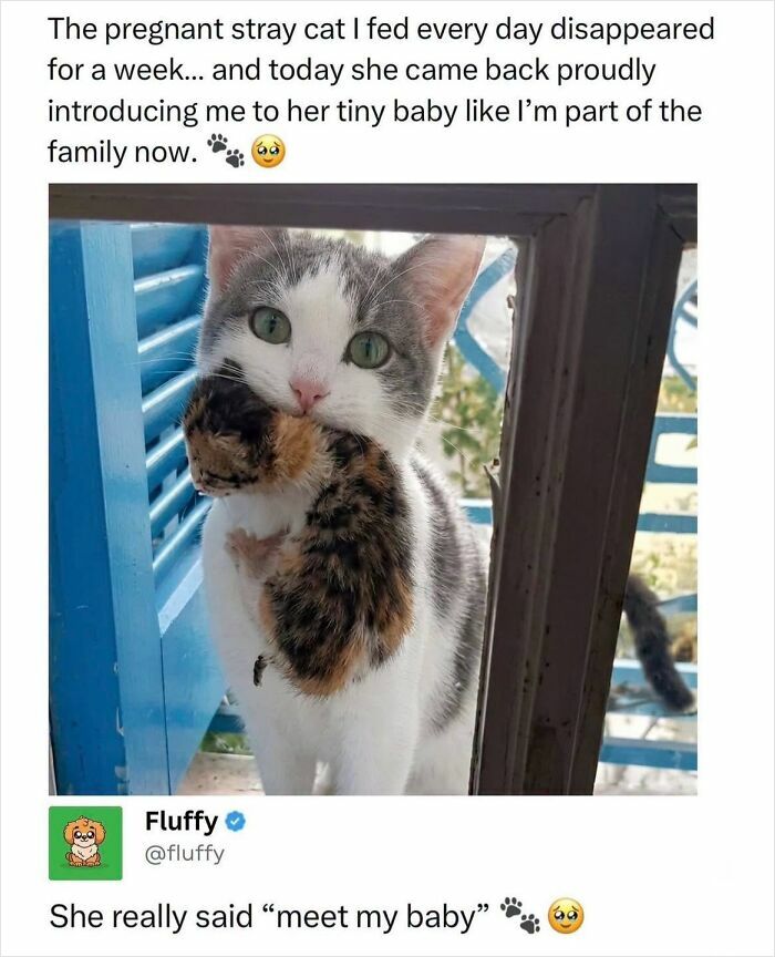 A loving stray cat proudly carrying her tiny kitten, a beautiful moment captured for wholesome animal memes.