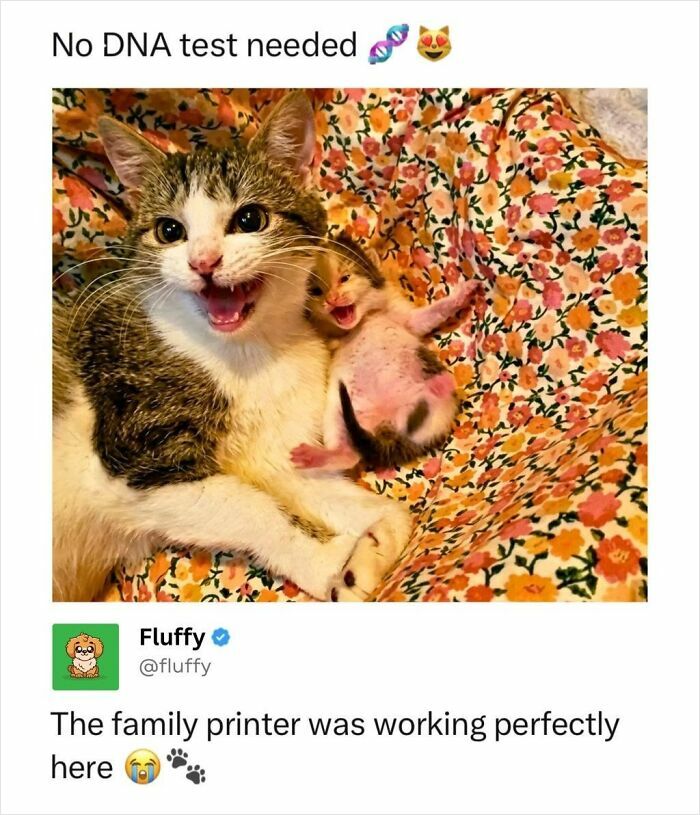 A proud mama cat with her tiny kitten, a wholesome animal meme showing undeniable resemblance.