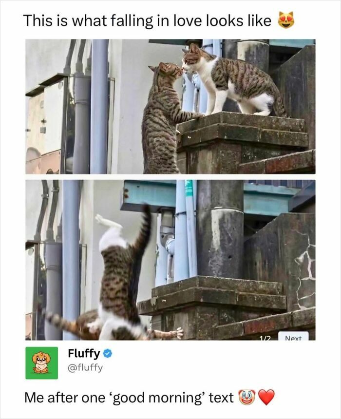 Two cats meeting on a ledge in a funny sequence, capturing the essence of animal memes.