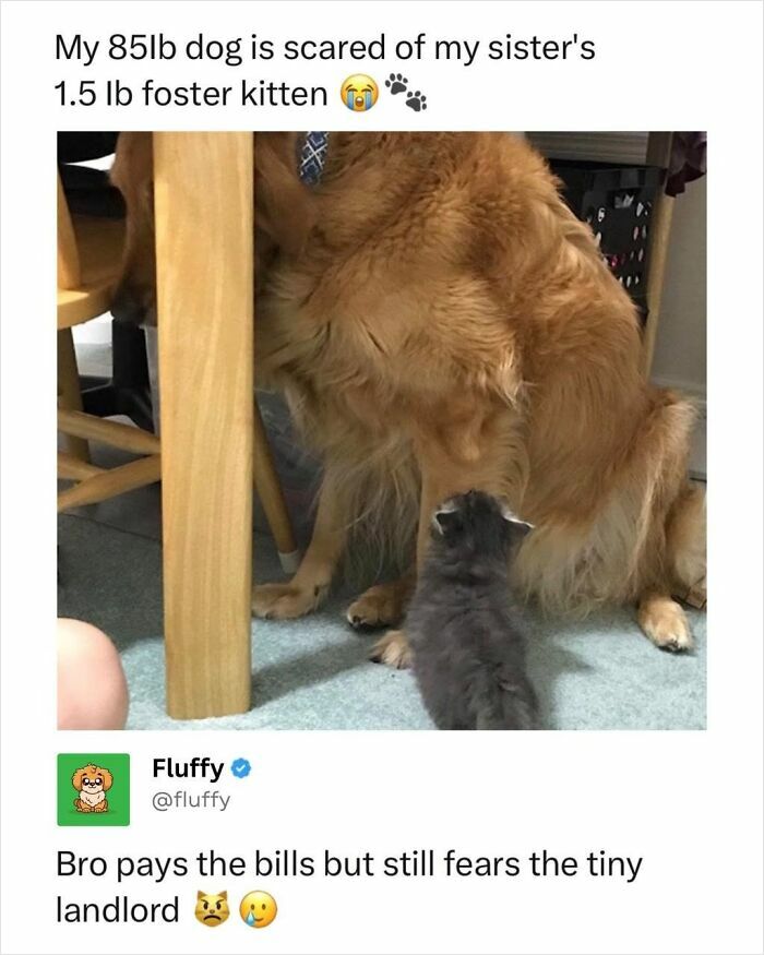 A golden retriever hiding from a tiny foster kitten, illustrating wholesome animal memes.