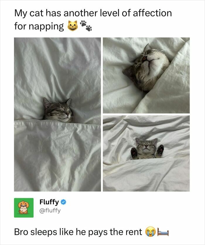 A four-panel image showing a cat cozily tucked under white blankets, illustrating wholesome animal memes.