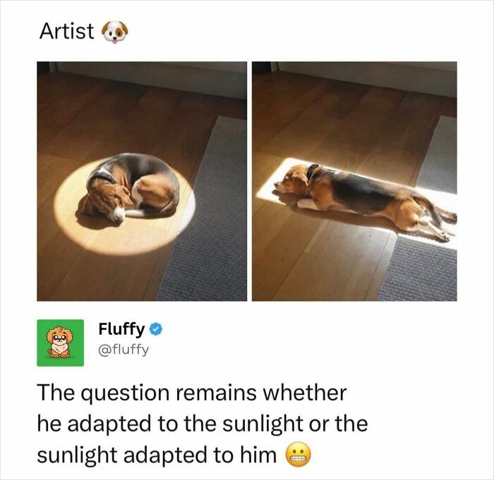 Two images of a beagle dog napping, fitting perfectly into patches of sunlight, illustrating wholesome animal memes.