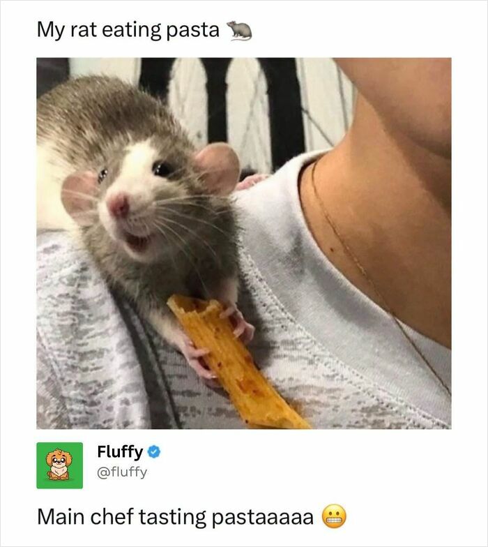 A wholesome animal meme capturing a rat happily eating a piece of pasta, held by a person.