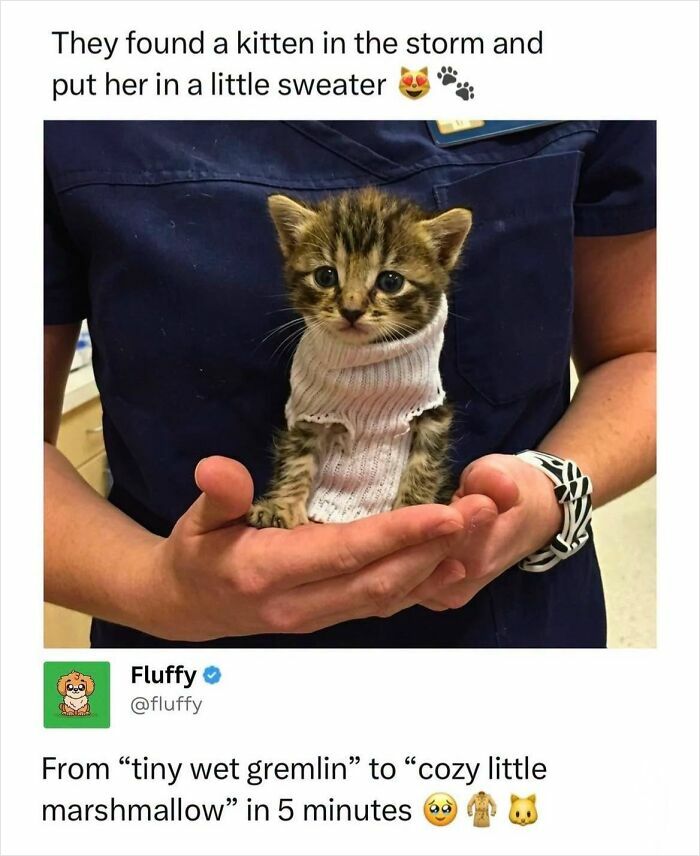 A tiny kitten wearing a white sweater, held by a person. A wholesome animal meme.