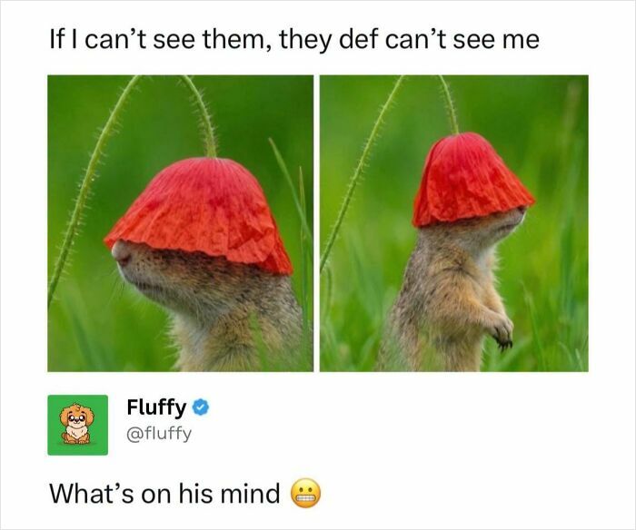 Two images of a groundhog with a red poppy on its head, appearing to hide. A wholesome animal meme.