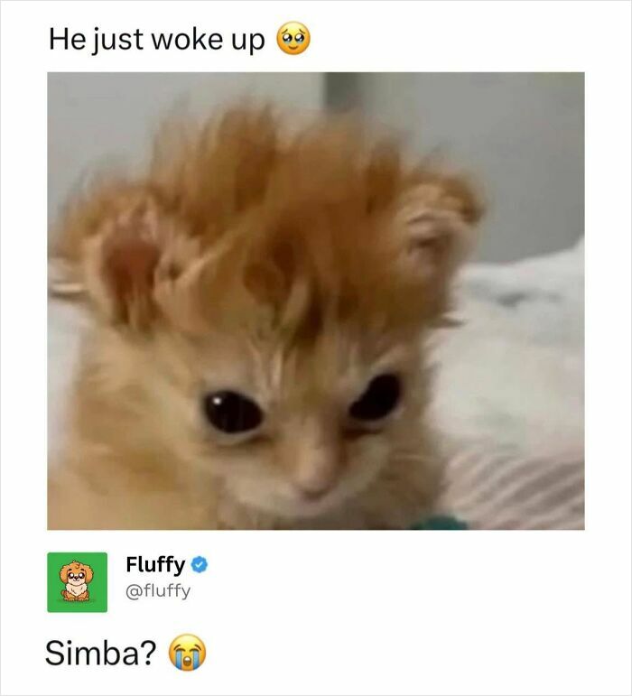 A wholesome animal meme showing a ginger kitten with messy, spiky fur after waking up, captioned He just woke up.