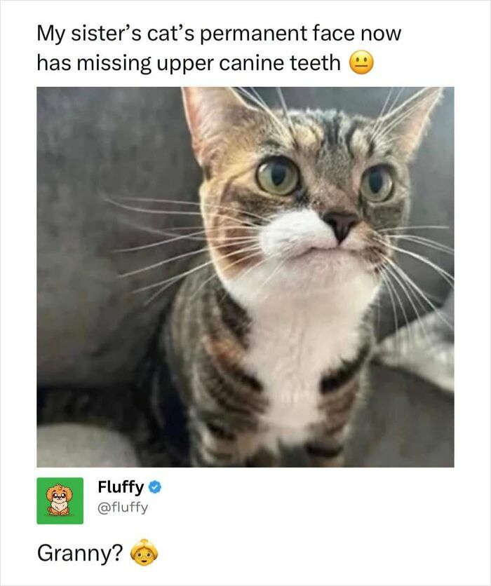 A wholesome animal meme of a cat with an unusual permanent expression due to missing upper canine teeth, captioned My sister's cat's permanent face now.