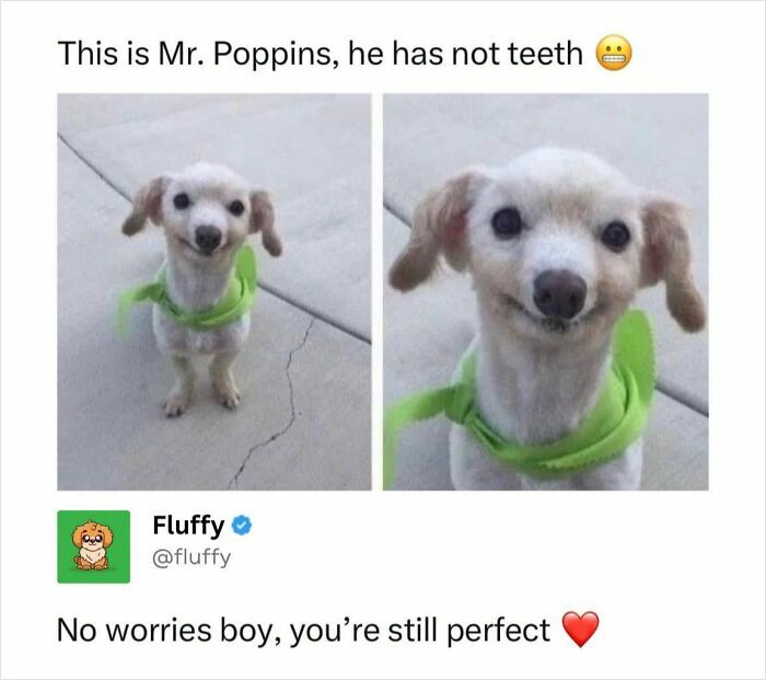 A wholesome animal meme featuring Mr. Poppins, a cute dog without teeth, smiling in two close-up shots.