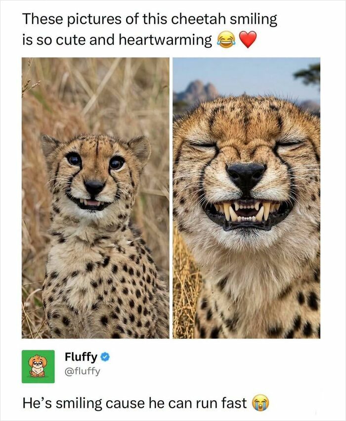 A cheetah smiling, with a close-up showing its teeth, a wholesome animal meme.