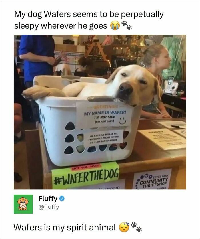 A wholesome animal meme of a sleepy dog named Wafer in a laundry basket.