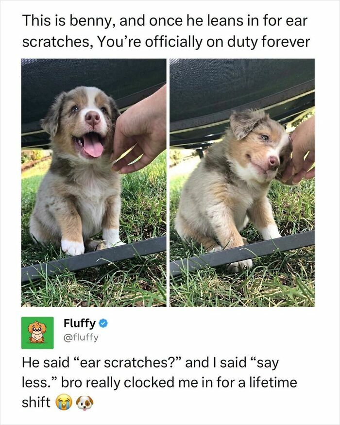 A wholesome animal meme of a happy puppy named Benny getting ear scratches.