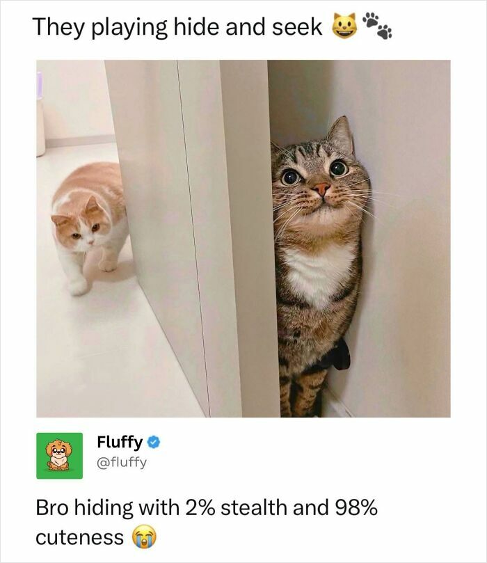 Two cats playing hide and seek, one peeking from behind a door, a wholesome animal meme with minimal stealth.