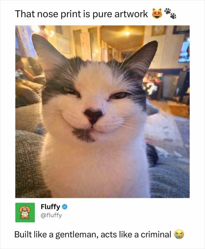 A happy-looking black and white cat with a smirk, a classic example of wholesome animal memes.