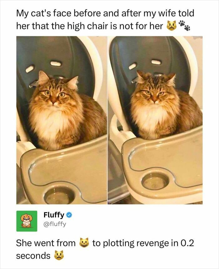 A cat in a high chair before and after being told it's not for her, perfect for animal memes.