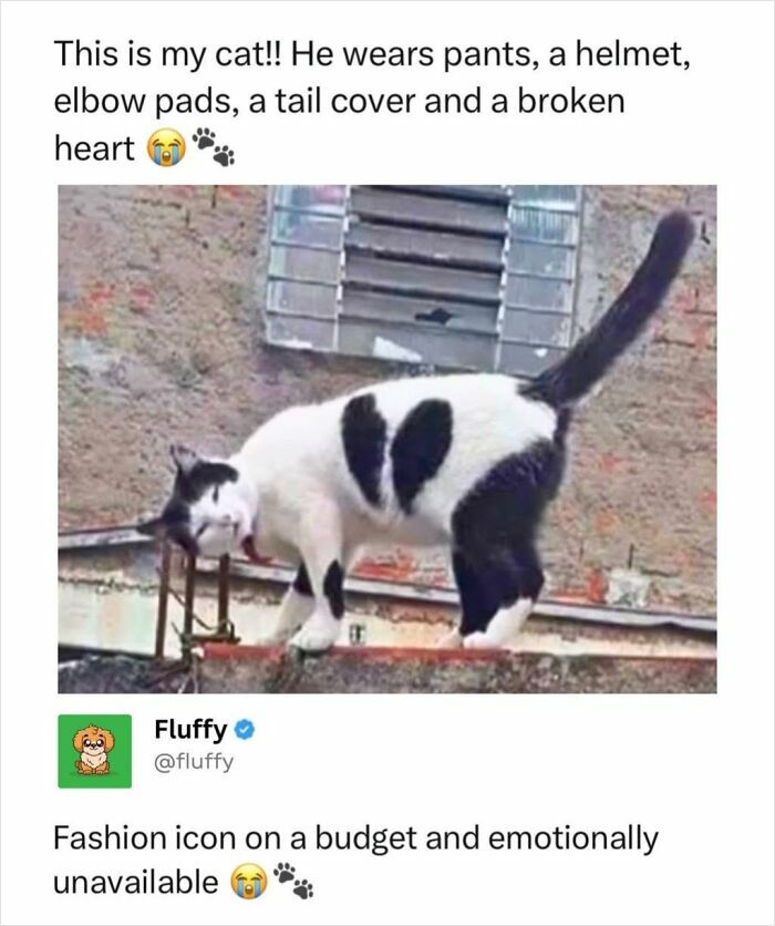 Black and white cat meme with unique markings that resemble pants and a helmet, a wholesome animal meme.