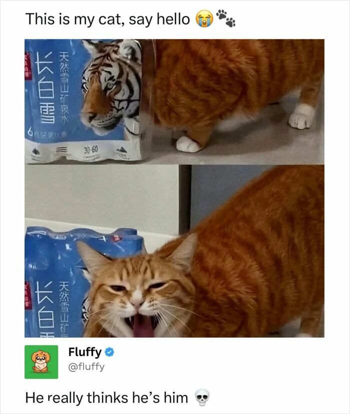 Orange tabby cat meme pretending to be a tiger, part of wholesome animal memes.
