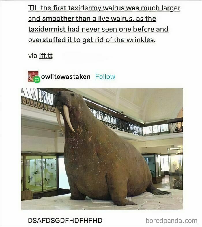A funny meme showing a large, taxidermy walrus that was overstuffed, illustrating funny science.