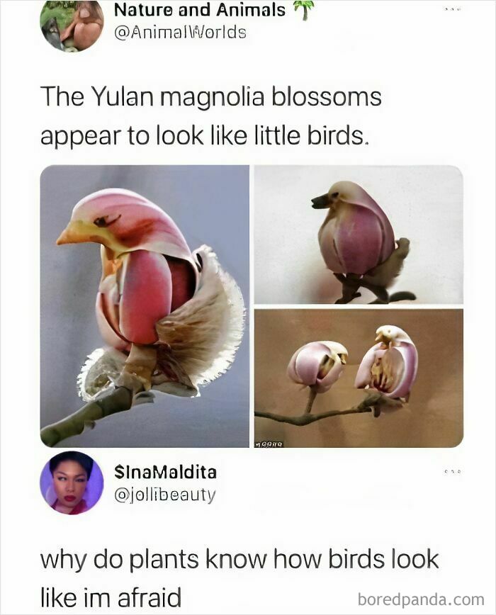 Funny science meme featuring Yulan magnolia blossoms resembling little birds, questioning nature's design.