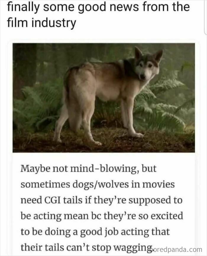 A funny meme about wolves and CGI tails in movies, highlighting a humorous science observation.
