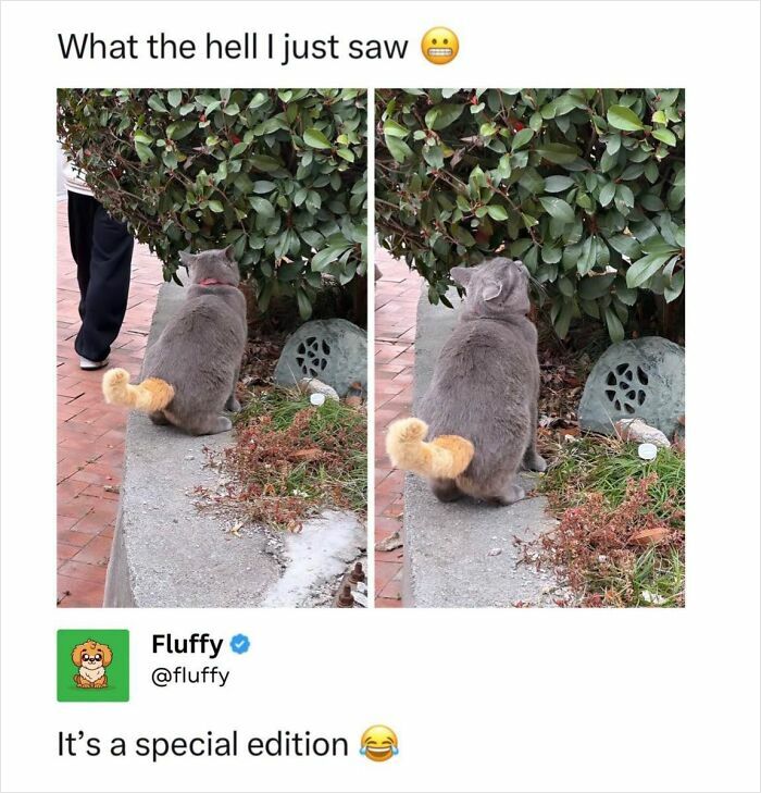 A two-panel image shows a grey cat with an unusually fluffy, yellow-orange tail. A wholesome animal meme that heals.