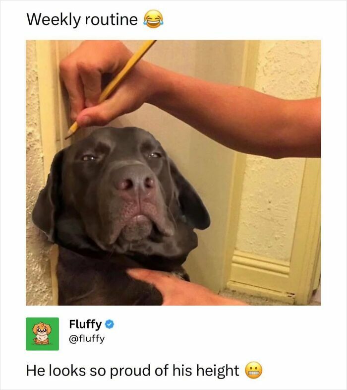 A person marking the height of a proud-looking black Labrador dog against a wall, a funny wholesome animal meme.