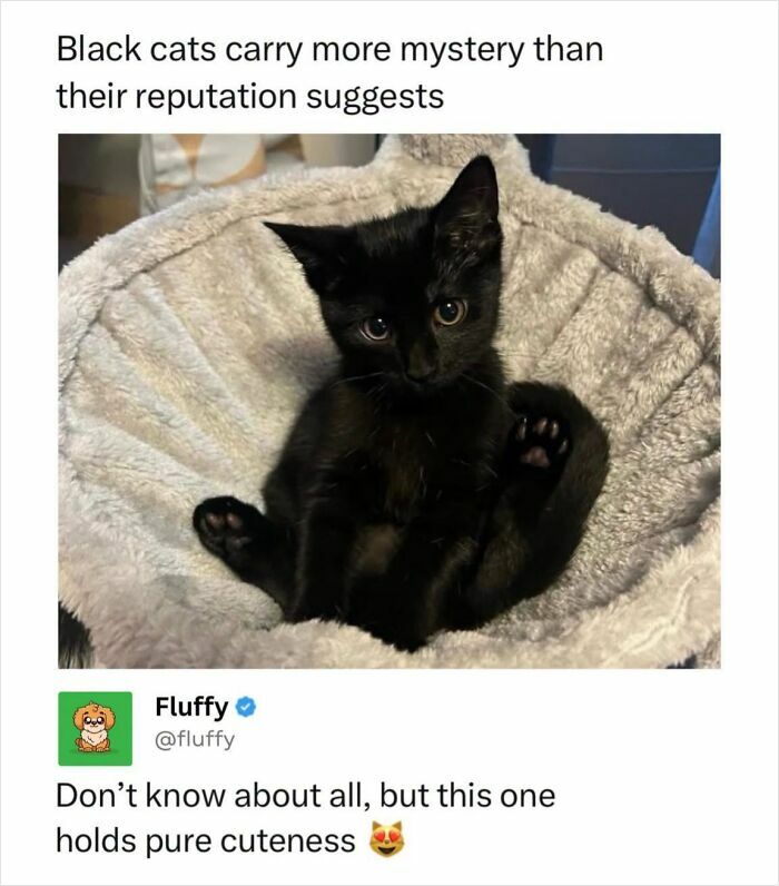 An adorable small black kitten sitting in a fluffy gray bed, displaying pure cuteness in wholesome animal memes.