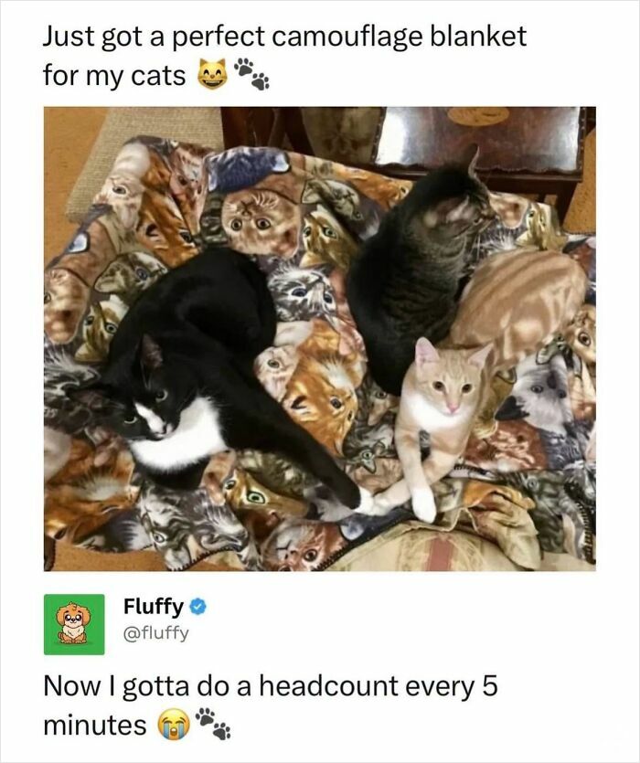 A wholesome animal meme showing three cats blending into a camouflage blanket with cat faces printed on it.