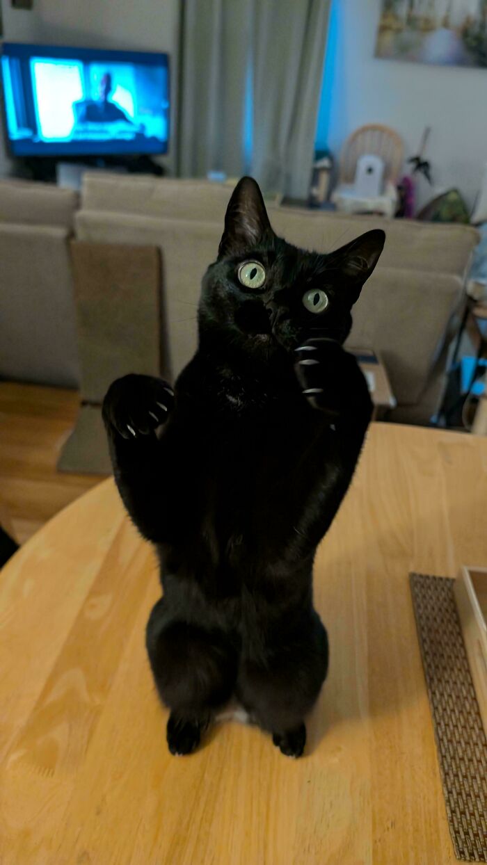 A black cat stands on its hind legs on a wooden table, flashing its sharp cat claws.