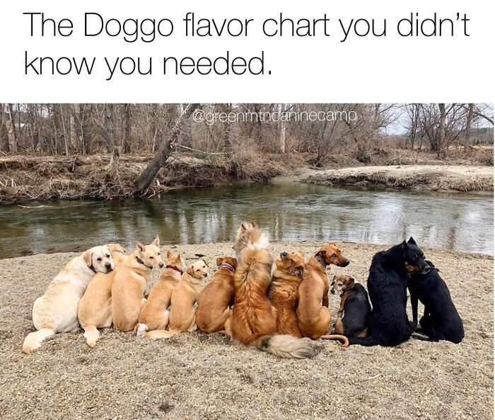 A funny dog meme featuring a variety of dog breeds lined up by a river, illustrating a doggo flavor chart.