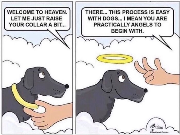 A funny dog meme comic depicting a dog in heaven, receiving a halo as angels for dogs.