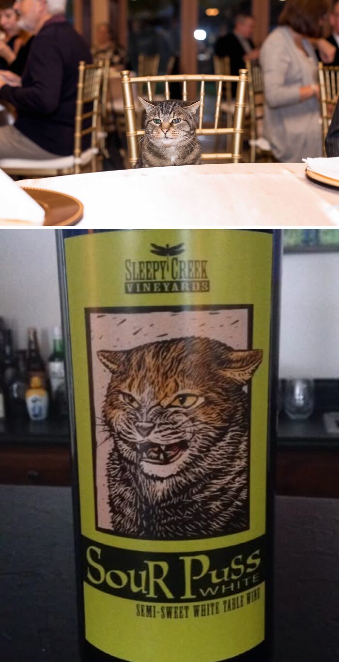 A cat sits at a wedding table above a bottle of Sour Puss wine featuring an angry cat, making for funny wedding photos.